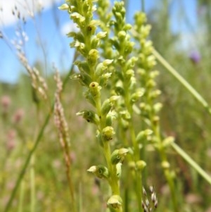 Microtis unifolia at Downer, ACT - suppressed