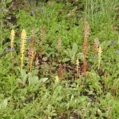 Orobanche minor (Broomrape) at Conder, ACT - 25 Oct 2020 by Liam.m