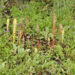 Orobanche minor (Broomrape) at Conder, ACT - 24 Oct 2020 by Liam.m