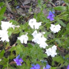 Echium sp. (Paterson's Curse or Viper's Bugloss) at Macarthur, ACT - 15 Oct 2020 by Liam.m