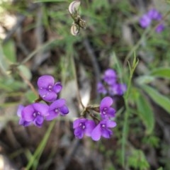 Swainsona sericea (Silky Swainson-Pea) at Hughes, ACT - 1 Nov 2020 by JackyF