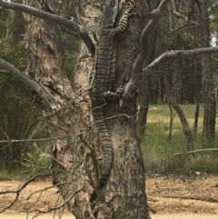 Varanus varius (Lace Monitor) at Gang Gang at Yass River - 2 Nov 2020 by SueMcIntyre