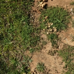 Marasmius oreades at Hughes, ACT - 2 Nov 2020