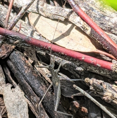 Zaprochilus australis (Twig-mimic katydid) at Red Hill, ACT - 1 Nov 2020 by JackyF