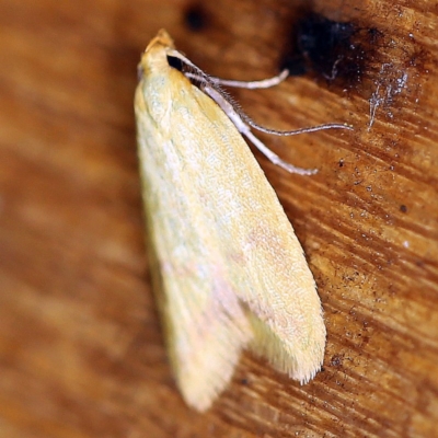 Aeolothapsa malacella (A Concealer moth) at O'Connor, ACT - 21 Oct 2020 by ibaird