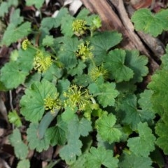 Hydrocotyle laxiflora (Stinking Pennywort) at Red Hill, ACT - 1 Nov 2020 by JackyF
