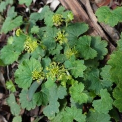 Hydrocotyle laxiflora (Stinking Pennywort) at Red Hill, ACT - 31 Oct 2020 by JackyF