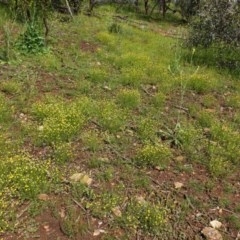 Calotis lappulacea (Yellow Burr Daisy) at Red Hill, ACT - 31 Oct 2020 by JackyF