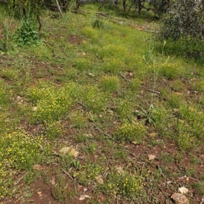 Calotis lappulacea (Yellow Burr Daisy) at Red Hill, ACT - 1 Nov 2020 by JackyF