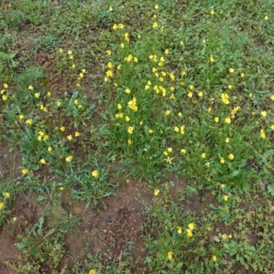 Goodenia pinnatifida (Scrambled Eggs) at Red Hill, ACT - 31 Oct 2020 by JackyF