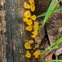 zz jelly-like puzzles at Red Hill, ACT - 1 Nov 2020 by JackyF