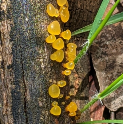 zz jelly-like puzzles at Red Hill, ACT - 1 Nov 2020 by JackyF