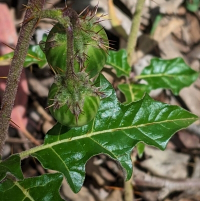 Solanum cinereum (Narrawa Burr) at Red Hill, ACT - 1 Nov 2020 by JackyF