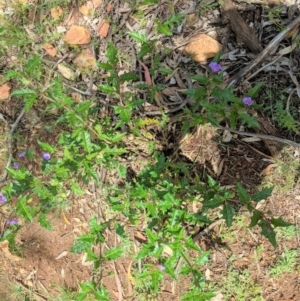 Solanum cinereum at Red Hill, ACT - 1 Nov 2020