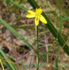Tricoryne elatior (Yellow Rush Lily) at Wodonga, VIC - 1 Nov 2020 by ClaireSee