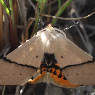 Gastrophora henricaria (Fallen-bark Looper, Beautiful Leaf Moth) at MTR591 at Gundaroo - 2 Nov 2020 by MaartjeSevenster