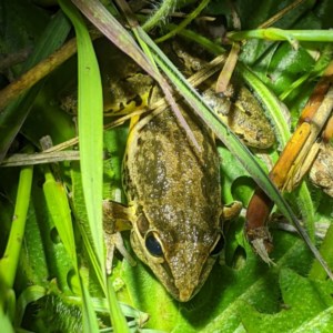 Litoria latopalmata at Tuggeranong DC, ACT - 2 Nov 2020