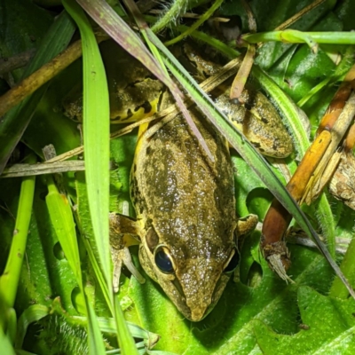 Litoria latopalmata (Broad-palmed Tree-frog) at Tuggeranong DC, ACT - 2 Nov 2020 by HelenCross