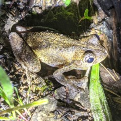 Litoria peronii (Peron's Tree Frog, Emerald Spotted Tree Frog) at Tuggeranong DC, ACT - 2 Nov 2020 by HelenCross