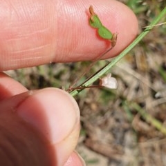 Grona varians (Slender Tick-Trefoil) at Wodonga - 2 Nov 2020 by ClaireSee