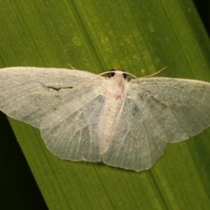 Poecilasthena thalassias at Melba, ACT - 1 Nov 2020