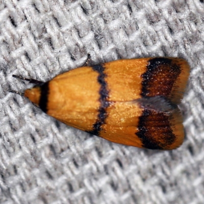 Heteroteucha translatella (Wingia Group) at O'Connor, ACT - 8 Dec 2019 by ibaird