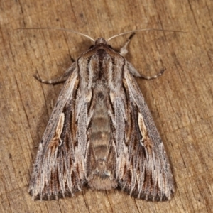 Persectania (genus) at Melba, ACT - 1 Nov 2020 11:13 PM