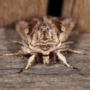 Persectania (genus) at Melba, ACT - 1 Nov 2020 11:13 PM