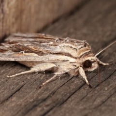 Persectania (genus) at Melba, ACT - 1 Nov 2020