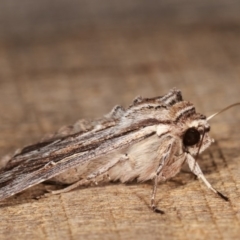 Persectania (genus) at Melba, ACT - 1 Nov 2020 11:13 PM