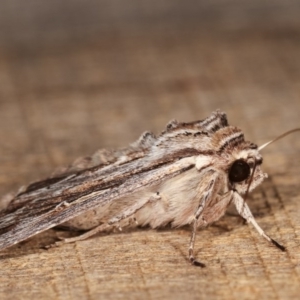 Persectania (genus) at Melba, ACT - 1 Nov 2020