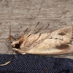 Persectania (genus) at Melba, ACT - 1 Nov 2020