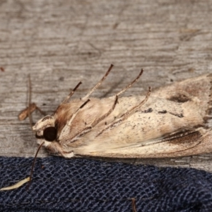 Persectania (genus) at Melba, ACT - 1 Nov 2020 11:13 PM