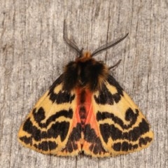 Ardices curvata (Crimson Tiger Moth) at Melba, ACT - 1 Nov 2020 by kasiaaus