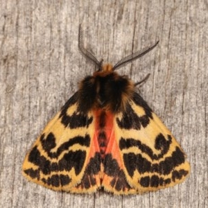 Ardices curvata at Melba, ACT - 1 Nov 2020 11:49 PM