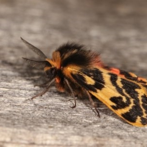 Ardices curvata at Melba, ACT - 1 Nov 2020 11:49 PM