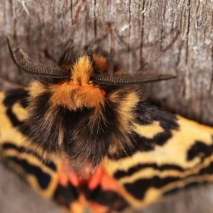 Ardices curvata at Melba, ACT - 1 Nov 2020 11:49 PM