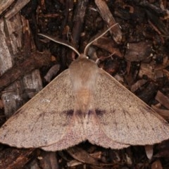 Arhodia lasiocamparia (Pink Arhodia (Oenochrominae)) at Melba, ACT - 1 Nov 2020 by kasiaaus