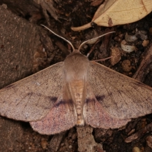 Arhodia lasiocamparia at Melba, ACT - 1 Nov 2020 11:43 PM