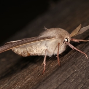 Arhodia lasiocamparia at Melba, ACT - 1 Nov 2020 11:43 PM