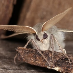 Arhodia lasiocamparia at Melba, ACT - 1 Nov 2020