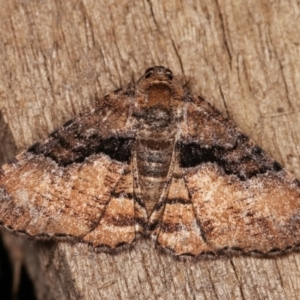 Aporoctena undescribed species at Melba, ACT - 1 Nov 2020