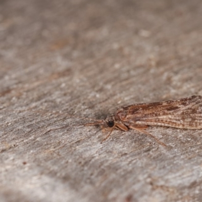 Trichoptera (order) (Unidentified Caddisfly) at Melba, ACT - 1 Nov 2020 by kasiaaus