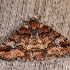 Cryphaea xylina (Woodland Geometrid) at Melba, ACT - 1 Nov 2020 by kasiaaus