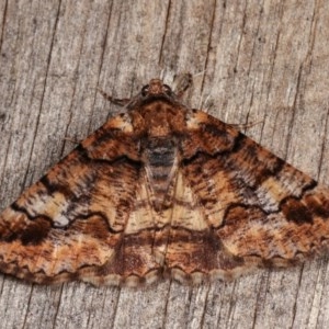 Cryphaea xylina at Melba, ACT - 1 Nov 2020