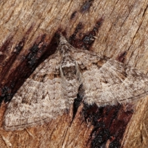 Phrissogonus laticostata at Melba, ACT - 1 Nov 2020