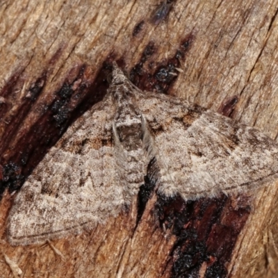 Phrissogonus laticostata (Apple looper moth) at Melba, ACT - 1 Nov 2020 by kasiaaus