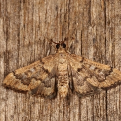 Nacoleia rhoeoalis (Spilomelinae) at Melba, ACT - 1 Nov 2020 by kasiaaus