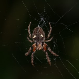 Hortophora transmarina at Melba, ACT - 1 Nov 2020