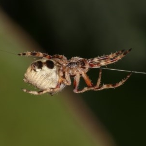 Hortophora sp. (genus) at Melba, ACT - 1 Nov 2020